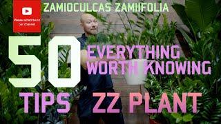 50 tips  ZZ-Plant Zamioculcas zamiifolia  - Everything worth knowing