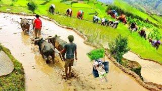 This is Himalayan Nepali village life|| Naturally And Beautiful Himalayan Rainy Season lifestyle