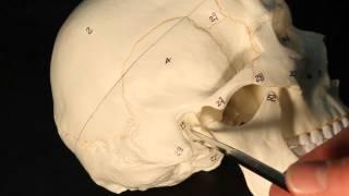 Temporal Bone  #SkullAnatomy