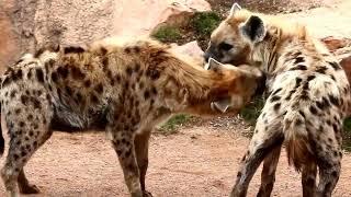 HYENAS - CURIOSITIES AND WAY OF LIFE