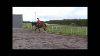 Kingcroft Lothario 3yrs