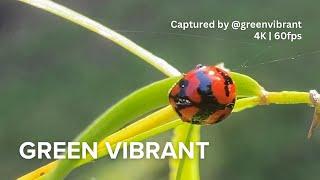 Transverse Ladybird or called Transverse Lady Beetle (Coccinella transversalis) | Cinematic 4K 60fps