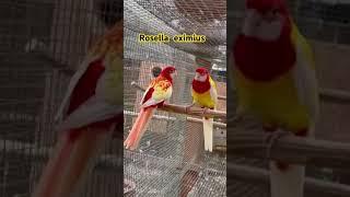 Rosella eximius #aves #aviario #birds #aviarios