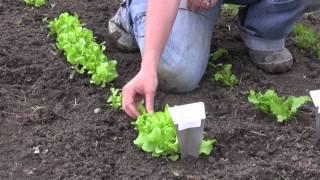 How to Grow Lettuce from Seed - Gurney's Video