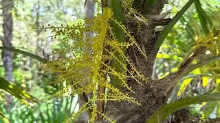 Key West Tropical Forest & Botanical Garden Species Spotlight of the week: Florida Thatch Palm