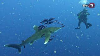 Egypt '23 - Marsa Alam & Elphinstone - shark diving