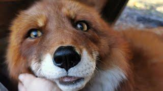 The sounds of foxes barking and other noises