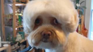 Could be a Cotton Ball | Master groomer grooms a poodle mix