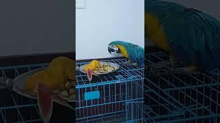 Macaw#macaw #birds #music #funny@PARROT_ABHISHEK @PARROTABHISHEK