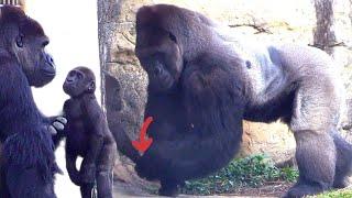 Jabali love dad#gorilla #D'jeeco Family| #ゴリラ|Taipei zoo#金剛猩猩 #jabali #Ringo|20230312-4