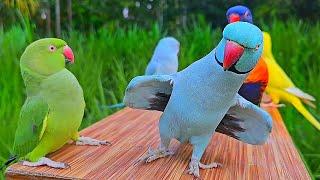 Cute Parrot Funny Video