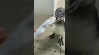 Penguin eating fish /#shorts#amazing #reels #tranding #youtubeshorts