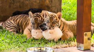 Tiger Cubs Pose For News Cameras | BBC Earth Kids