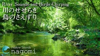 【ASMR自然音】川のせせらぎと鳥のさえずり Nature Sounds｜勉強・作業用BGM・睡眠用BGM｜川の音・鳥の声｜快眠・リラックス