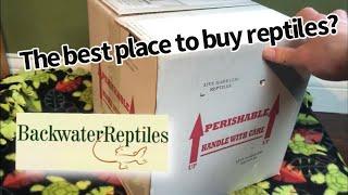 Backwater Reptiles REVIEW and UNBOXING