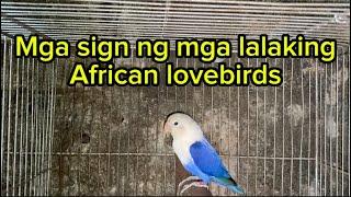 Mga sign na lalaki ang isang african lovebirds #subscribe #africanlovebirds #hobby #pets