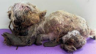 This DOG Was ABANDONED in HORRIBLE CONDITION and he wasn't alone! Their recovery was TOUGH!