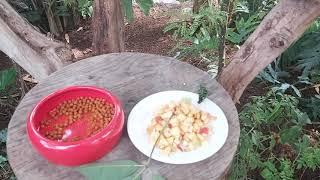 FEEDING BUTTERFLIES - Butterfly Garden - Exotic Relaxed Mindfulness Creation Family Tranquility