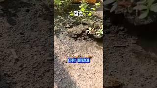 프로필 링크에 구매처 있어요  297번 잡초 호미 #잡초 #잡초제거 #잡초호미 #호미