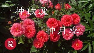 【彬彬有院】花 •140如何种玫瑰//种月季