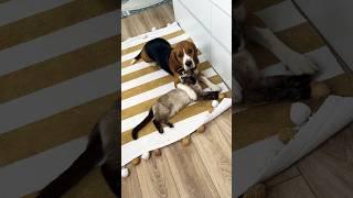 Всемирный день заботы🫶#бигльфарадэй #була #beagle #бигль 6.04.2023г.