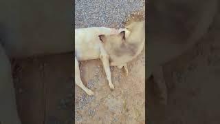 #shorts #ytshorts #voice #viral #cookforfamily #blackpink #dog #bhagyaridogs #doglover