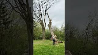 Tree Falling | Bull Rope | Arborist Supply