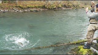 Huge Northern Coho Destroys Spoon!