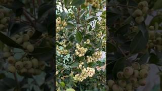 Blueberries growing beautifully on the tree #garden