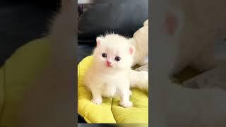 Cute cats and kittens#shorts #cutecat