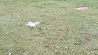 DJI Phantom Drone - Crash Landing