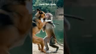 Dog vs Monkey deadly fight #trending #wildlifeentertainment #animals #animallife #wildanimals