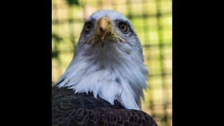 Wildlife Photography at Squam Lake Science Center