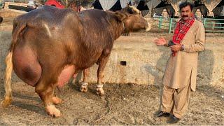 How to increase Buffalo Udder and Milk by Haji Shokat Doggar Multan #cow #buffalo #dairy_farming