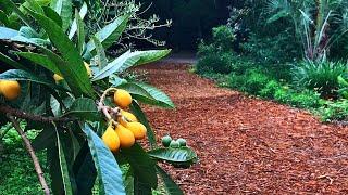 Our Favorite Grafted Loquat Trees (Japanese Plums)