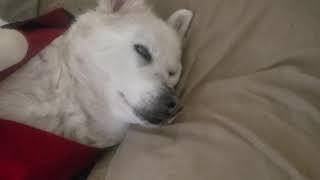 Blind husky is too comfy in her vest (funny husky)