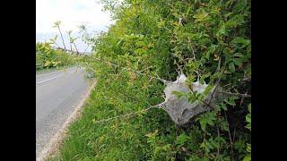 Eggaring - in search of the Small Eggar.  Part 3
