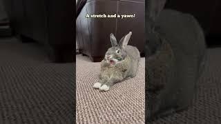 How to start the day like a bunny! #shorts