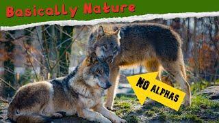 Basically... Alpha Wolves Don't Exist