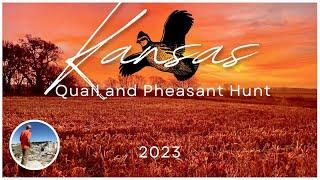 HOT Kansas Upland Hunt! Quail and Pheasant