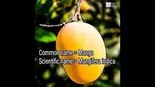 Botanical name of mango