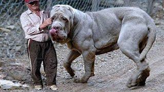 20 Biggest Dogs In The World!