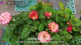 最耐热的月季排行榜（三）黄色系、渐变色系、玫红系The Most Heat Resistant Rose Ranking (3) Yellow, Gradient, and Rose Red