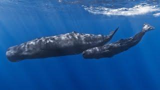 Wildlife Chronicles: The Most Intelligent Creature on Earth (Sperm Whale full documentary)