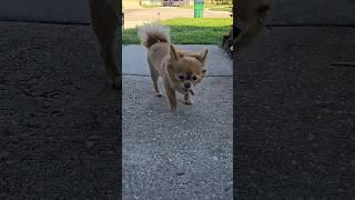 walk around #chihuahua #cute #dog #puppy #pets