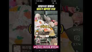 댕댕이의 행동에 엄마가 울컥한 이유 #Shine