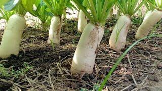 How to grow white radish from seeds at home / Growing White Radish from Seeds to Harvest