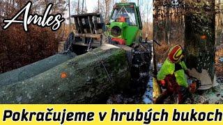 Pokračujeme v hrubých bukoch/Hard work/Orvex LT 100/Chainsaw Stihl ms 461,462/@AmlesOrvexLT100