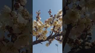 홍매화 청매화 #매화꽃 plum blossom