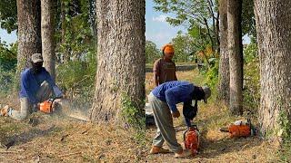 Cut 3 trees fast... Stihl ms881 & Husqvarna 395xp chainsaw.